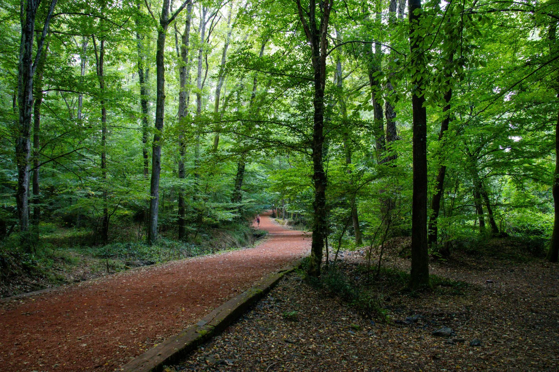 Belgrad Ormanı